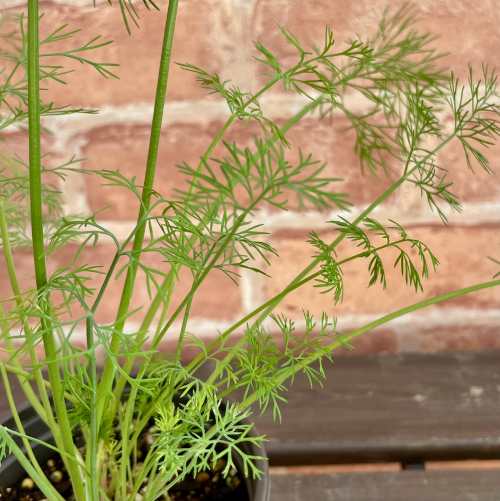 キッチンハーブ ディル 3.5号(直径10.5cm)1個 ポット苗 ベビーリーフ 家庭菜園 おうち野菜