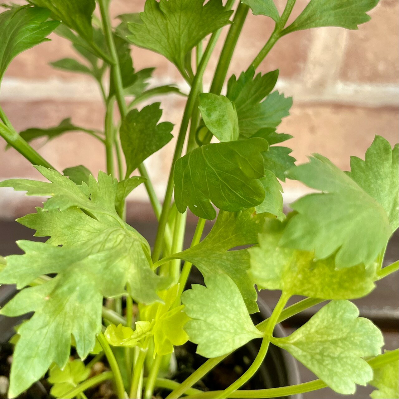 キッチンハーブ スープセロリ 3.5号(直径10.5cm)1個 ポット苗 ベビーリーフ 家庭菜園 おうち野菜