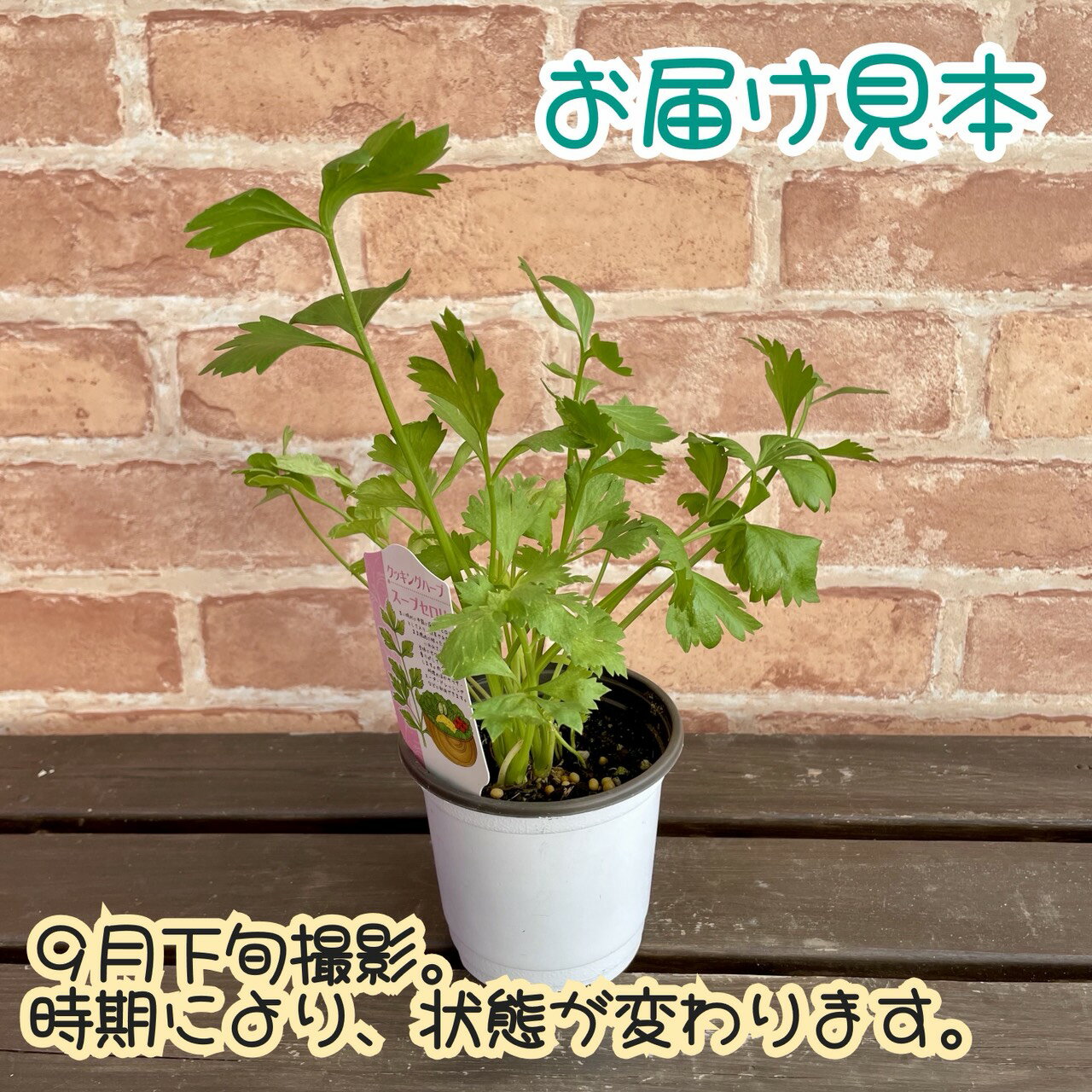 ���å���ϡ��� �����ץ����� 3.5��(ľ��10.5cm)1�� �ݥå��� �٥ӡ��꡼�� �����ڱ� ���������