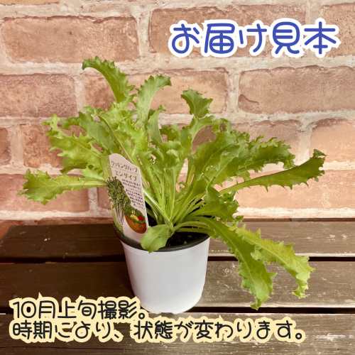 ���å���ϡ��� ��������� 3.5��(ľ��10.5cm) 1�� �ݥå��� ������ �٥ӡ��꡼�� �����ڱ� ���������