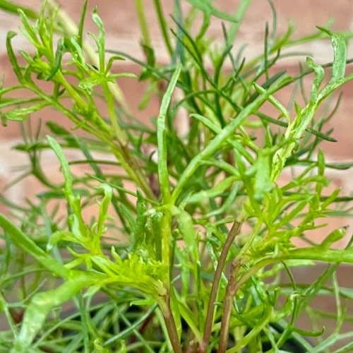 キッチンハーブ リュウキュウヨモギ （ハママーチ） 3.5号(直径10.5cm)1個 ポット苗 ベビーリーフ 家庭..