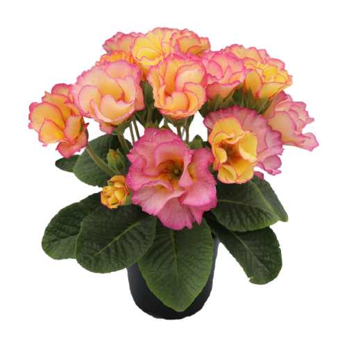 �ե��餭 �ץ��� �����ǥ� �ޥ꡼�� 3���ľ��9cm�˥ݥå���1�� ���� �ߺ餭 �� ȭ���� ������ �����ǥ˥� �󤻿������ˡ��٥�...