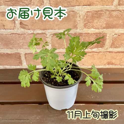 �ϡ��� ��०�å� 3.5���ľ��10.5cm�˥ݥå��ġ�1�� �˥���⥮