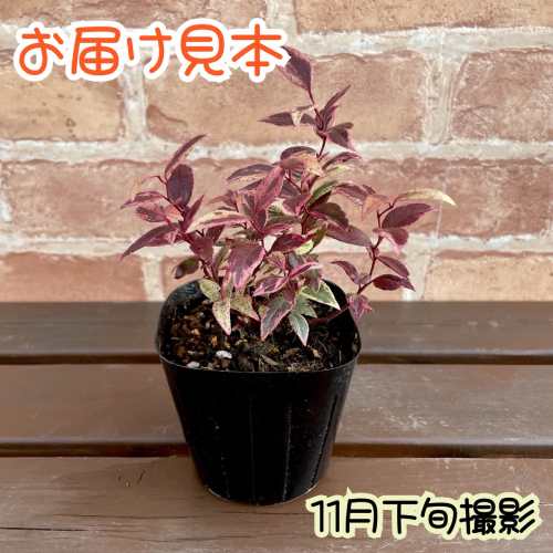 �����襦����ʥ�ƥ�(���δ���ŷ) ���٥��� 3��(ľ��9cm) �ݥå��� 1�� �������� ���󥰥�å��奬���ǥ󡡴��տ�ʪ���󤻿���