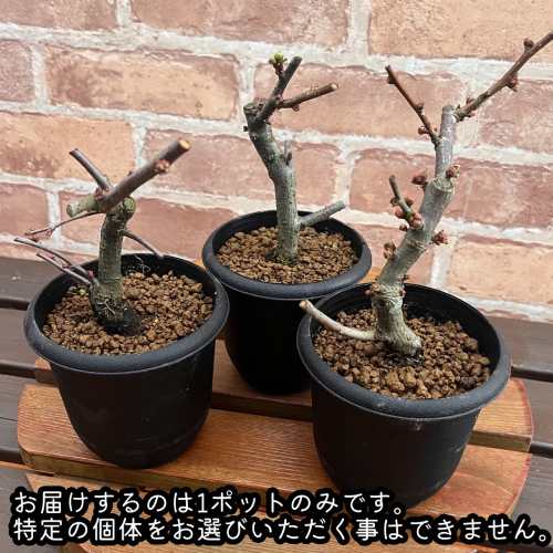 �ܥ�(�ڱ�) ���ղ� ���Ȥ֤� 3.5��ȭ (ľ��10.5cm) 1�� �������� ���� �ߺ� ������ �ڤ��