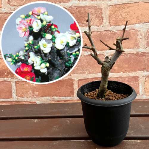 ボケ(木瓜) 放春花 東洋錦 3.5号鉢 (直径10.5cm) 1個 落葉低木 庭木 盆栽 生け垣 切り花