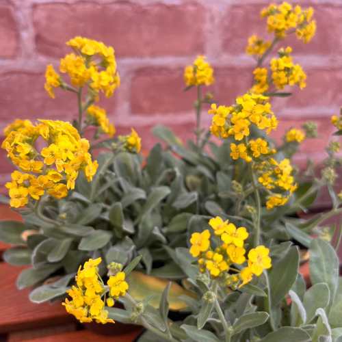宿根草黄色いアリッサムサミット3....