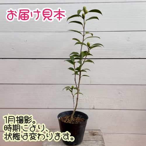 �����ءʥ����襦�ĥХ���Ȭ�ź餭 ���ޥӡ��� 4�� (ľ��12cm) �ݥå��� �Ѵ������м� ������ ����ܥ�ĥ꡼