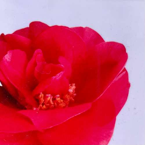 椿（ツバキ）牡丹咲き いろり火（いろりび） 4号 (直径12cm) ポット苗 耐寒性常緑樹 家庭樹 シンボルツ..