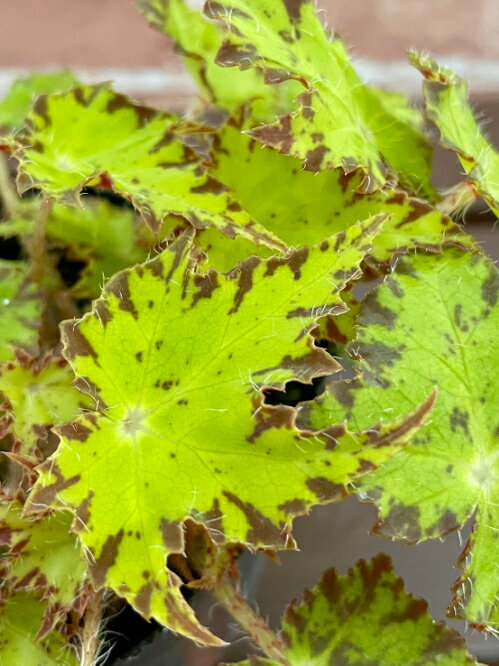 根茎性ベゴニア レオポン 3.5号 (直径10.5cm) ポット苗　1個 半耐寒性多年草　カラーリーフ