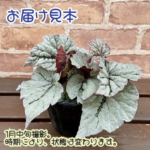 レックスベゴニア ライバル 3.5号 (直径10.5cm) ポット苗　1個 半耐寒性多年草　カ...