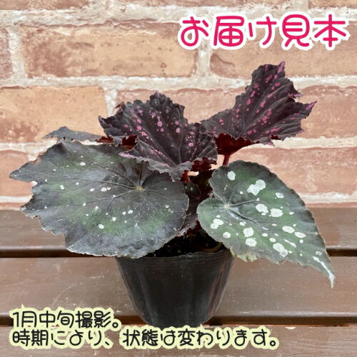 レックスベゴニア ミスターガーデン 3.5号 (直径10.5cm) ポット苗　1個 半耐寒性多...
