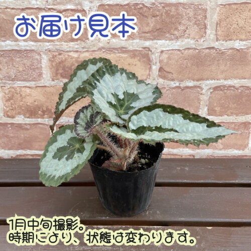 レックスベゴニア レックス 3.5号 (直径10.5cm) ポット苗　1個 半耐寒性多年草　カ...