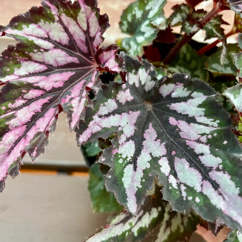 レックスベゴニア コウリュウ 3.5号 (直径10.5cm) ポット苗　1個 半耐寒性多年草　カラーリーフ