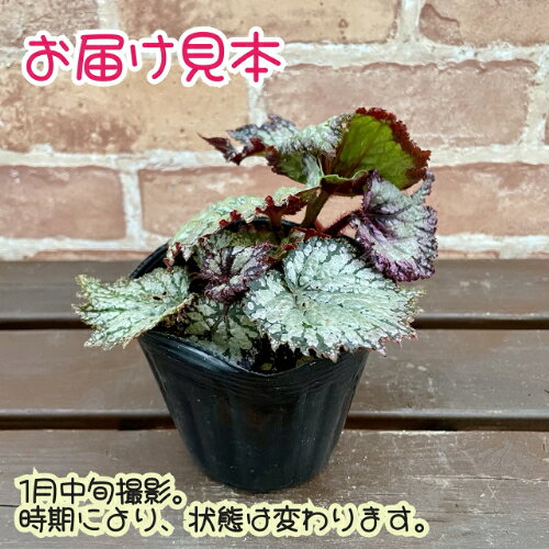 レックスベゴニア コーウィン 3.5号 (直径10.5cm) ポット苗　1個 半耐寒性多年草　...