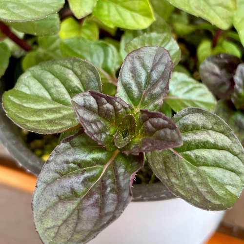 ミント ハーブ ベリーズ＆クリーム 3.5号（直径10.5cm）ポット苗　1個 ティーハーブ ガーデン　セイヨ..