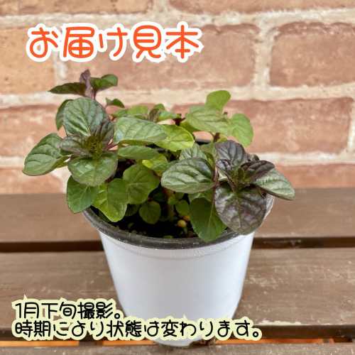 ミント ハーブ ベリーズ＆クリーム 3.5号（直径10.5cm）ポット苗　1個 ティーハー...
