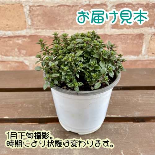 ハーブ タイム レモンタイム 3.5号 (直径10.5cm) ポット苗　1個