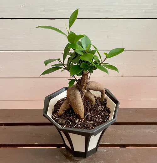 お届けする商品について 商品は5号(直径15cm)の鉢植えでお届けします。お届け後の植え替えも不要で、すぐにお好きな場所で管理が可能です。 ※根や枝葉などの樹形は、ご指定いただくことができません。あらかじめご了承くださいませ。 ガジュマルの...