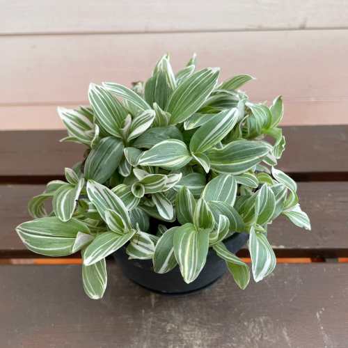 トラディスカンチア テンダーネス 3.5号吊り鉢（直径10.5cm）ハンギング　観葉植物...