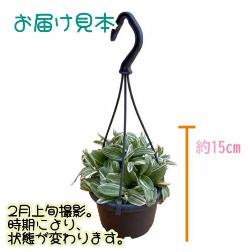 トラディスカンチア テンダーネス 3.5号吊り鉢（直径10.5cm）ハンギング　観葉植物...