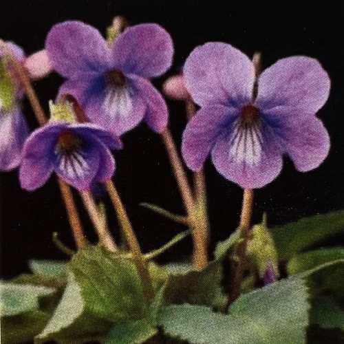 ニホンスミレ 日本すみれ ミハシスミレ（三橋菫） 3号 (直径9cm) ポット苗 1株 耐寒性多年草