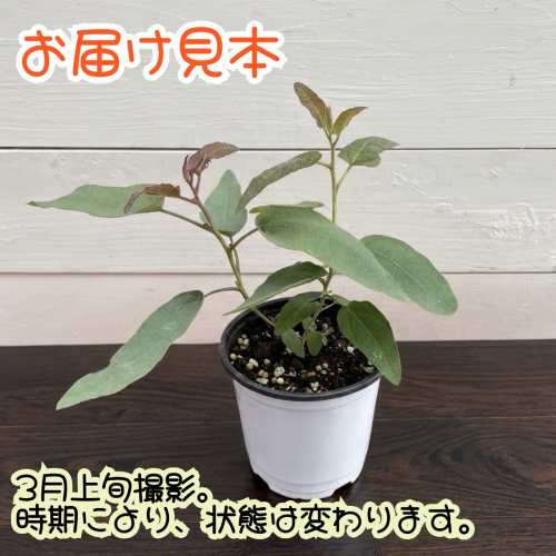 レモンユーカリ 3.5号（直径10.5cm）ポット苗 1株 ハーブ ガーデニング 鉢植え 寄...