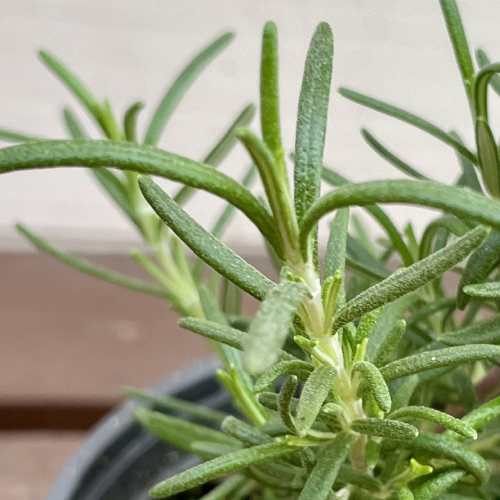Seedlings （Herb） - ハーブ　ローズマリー ブルーラグーン 3.5号 (直径10.5cm) ポット苗　1個 常緑低木 ハーブ苗