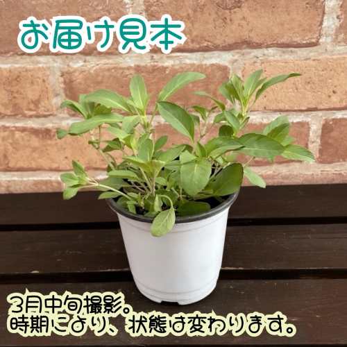 ミント ハーブ レモンベルガモット 3.5号（直径10.5cm）ポット苗　1個 ティーハー...