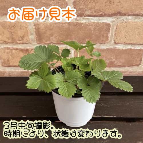 ガーデンハーブ ワイルドストロベリー 3.5号（直径10.5cm）ポット苗　1個 ティーハ...