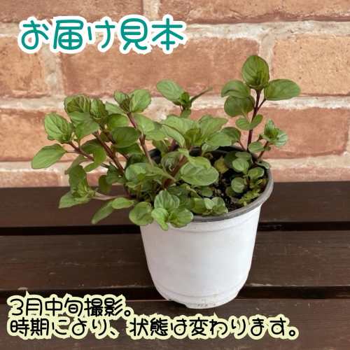 ミント ハーブ ミントオレンジ 3.5号（直径10.5cm）ポット苗　1個 ティーハーブ ガ...