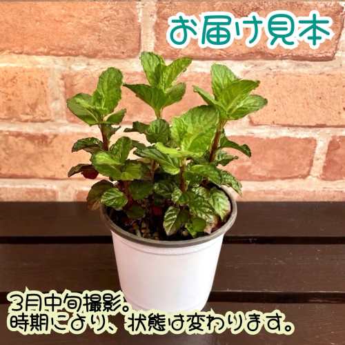 ミント ハーブ グレープフルーツミント 3.5号（直径10.5cm）ポット苗　1個 ティー...