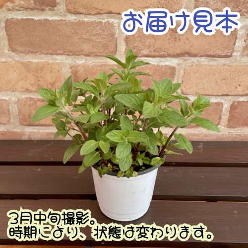 ミント ハーブ ヒラリーズスイートレモン 3.5号（直径10.5cm）ポット苗　1個 ティ...