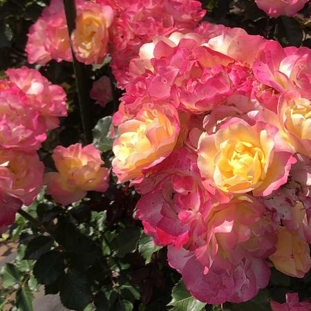 シトリンルージュ 国産苗 大苗 6号鉢植え 京成バラ園作出 2025年度 秋販売開始 新品種