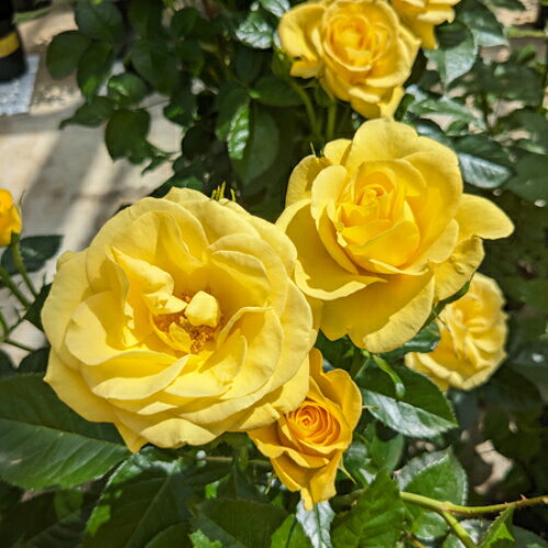 太陽の光を受けて輝くきれいな発色の黄色の中輪花。きれいな照葉も相まって、とっても元気な印象です。株全体がコンパクトにまとまりやすく、耐病性、耐暑性もあり、春から夏まで良く咲き続けます。 ■FL：四季咲中輪系 ■花径：6〜8cm ■花弁数：10〜30枚 ■生長時樹高：0.8〜1m ■花形状：八重咲 ■香り：微香 ■姿：直立性 ■お届け時の状態：6号スリット鉢植え・大苗 ■栽培説明書付 ▼バラの大苗とは春から畑で新苗を植えこんで育てて秋に掘り上げた物です。 6号鉢に植えてはいますが、植え込みの際には鉢に入るように根を整理して仮植えした状態の物になります。 休眠期に入る物なので根張りはお客様の方で植え替えて以降になります。（大苗の定義は全国共通です）もちろん、時間経過とともに現在の仮植え状態でも発根が進みますが大苗について、極まれに「根が張っていない」と言われるケースが有りますが、その状態で正常なのです。なお、本品の様に生産者が権利を有する品種に関しては国内での大苗の生産者は1社に限定されており、様々な販売店が同じところから仕入れています。異なるのは鉢のサイズや材質です。それらはお店によってビニールポット苗から弊店の様な6号鉢など様々です。弊店はお客様の方で1シーズンはそのままでも楽しめるように最初から6号鉢植えにしています。言い換えれば大苗はどこで買われても元は同じところから仕入れているという事です。