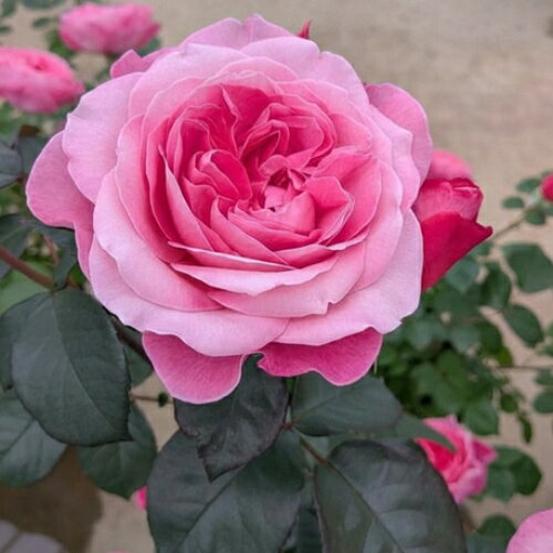 花雫（はなしずく）は、繊細な枝先に愛らしい花をたおやかに次々と咲かせます。耐病性はありますが、梅雨時期の薬材散布をしっかり行う事で、夏から秋にも次々と咲き続け、庭を華やかにしてくれることでしょう。株も大きくなりにくく場所をとりま せん。初心者でも玄関先のちょっとした植え込みなどでバラのある暮らしを楽しめます。 ■FL：四季咲中輪系 ■花径：7cm ■花弁数：40〜50枚 ■生長時樹高：0.6〜1m ■花形状：丸弁八重咲 ■香り：中香 ■姿：半直立性 ■お届け時の状態：6号スリット鉢植え・大苗 ■栽培説明書付 ▼バラの大苗とは春から畑で新苗を植えこんで育てて秋に掘り上げた物です。 6号鉢に植えてはいますが、植え込みの際には鉢に入るように根を整理して仮植えした状態の物になります。 休眠期に入る物なので根張りはお客様の方で植え替えて以降になります。（大苗の定義は全国共通です）もちろん、時間経過とともに現在の仮植え状態でも発根が進みますが大苗について、極まれに「根が張っていない」と言われるケースが有りますが、その状態で正常なのです。なお、本品の様に生産者が権利を有する品種に関しては国内での大苗の生産者は1社に限定されており、様々な販売店が同じところから仕入れています。異なるのは鉢のサイズや材質です。それらはお店によってビニールポット苗から弊店の様な6号鉢など様々です。弊店はお客様の方で1シーズンはそのままでも楽しめるように最初から6号鉢植えにしています。言い換えれば大苗はどこで買われても元は同じところから仕入れているという事です。