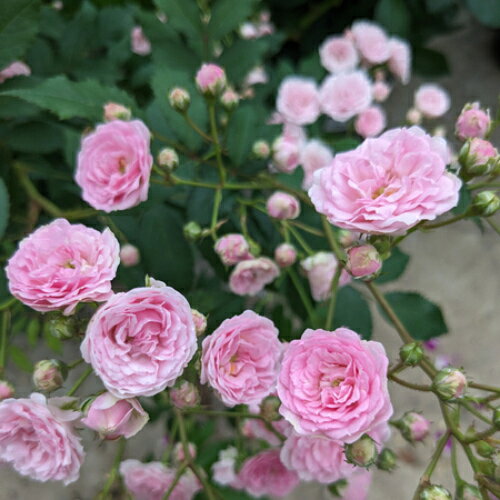 やさしいピンク色の小花が房状にたくさん咲く、とっても可愛らしいつるバラ。枝がしなやかで、低いフェンスなどにも誘引ができ、うつむき気味に咲く姿に楽しみ方が広がります。小さくて可愛らしいイメージから品種名はつけられました。耐暑性、耐寒性、耐病性にも優れています。2025年ADR認証。他多数受賞。 ■CL：つるバラ ■花径：2〜3cm ■花弁数：70〜90枚 ■生長時樹高：1.2〜1.8m ■花形状：八重咲 ■香り：微香 ■姿：つる性 ■お届け時の状態：6号スリット鉢植え・大苗 ■栽培説明書付 ▼バラの大苗とは春から畑で新苗を植えこんで育てて秋に掘り上げた物です。 6号鉢に植えてはいますが、植え込みの際には鉢に入るように根を整理して仮植えした状態の物になります。 休眠期に入る物なので根張りはお客様の方で植え替えて以降になります。（大苗の定義は全国共通です）もちろん、時間経過とともに現在の仮植え状態でも発根が進みますが大苗について、極まれに「根が張っていない」と言われるケースが有りますが、その状態で正常なのです。なお、本品の様に生産者が権利を有する品種に関しては国内での大苗の生産者は1社に限定されており、様々な販売店が同じところから仕入れています。異なるのは鉢のサイズや材質です。それらはお店によってビニールポット苗から弊店の様な6号鉢など様々です。弊店はお客様の方で1シーズンはそのままでも楽しめるように最初から6号鉢植えにしています。言い換えれば大苗はどこで買われても元は同じところから仕入れているという事です。