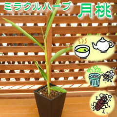 https://thumbnail.image.rakuten.co.jp/@0_mall/mankai/cabinet/s-potflower/s01458-00-150h-1b.jpg