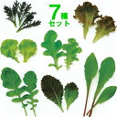 ミニ野菜 毎日摘まめるベビーリーフ7種のタネのセットです栄養価の高い若芽をお召し上がり！業務用小分け第4種または一般郵便なら全国送料無料