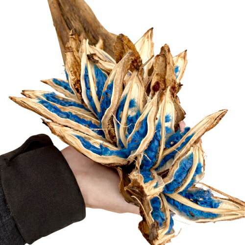 タビビトノキのタネ（旅人の木の種 / 扇芭蕉の木）LLサイズ 1個 送料無料 他品同梱不可の単独発送品 観葉植物 インテリアオブジェ 種子の宝石 神秘的 ドライフラワー 撮影小物