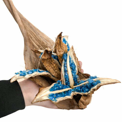 タビビトノキのタネ（旅人の木の種 / 扇芭蕉の木）Sサイズ 1個 送料無料 他品同梱不可の単独発送品 観葉植物 インテリアオブジェ 種子の宝石 神秘的 ドライフラワー 撮影小物