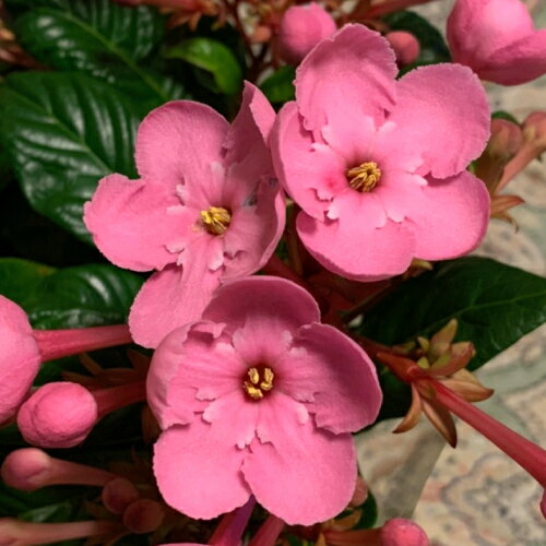 ルクリア　スイートルビー (アッサム ニオイザクラ) 香る超濃色のにおい桜 鉢植え 花 お祝い お歳暮 ギフト 誕生日 プレゼント 退職祝い お花のサムネイル