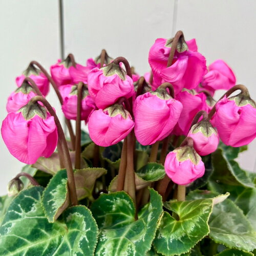 シクラメン ウィンターベル 4号鉢 全国送料無料 【お届けの目安：12月上旬〜】花 ギフト 鉢花のサムネイル