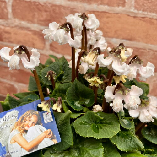 シクラメン 天使のはね　白 4.5号鉢 【お届けの目安：11月下旬〜】 全国送料無料・他品同梱不可 花 ギフト 鉢花【予約販売】のサムネイル