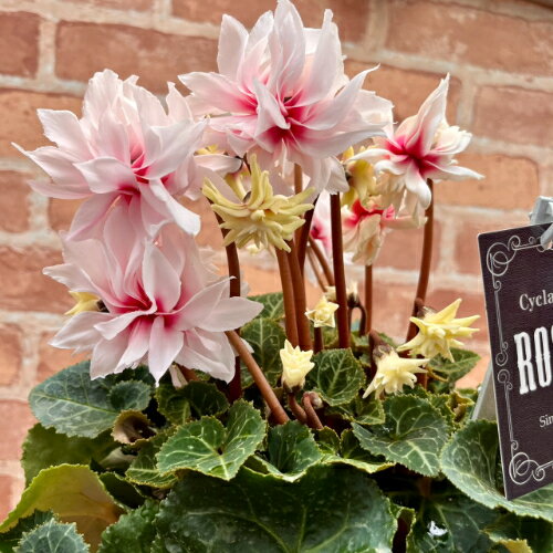 シクラメン ローゼス万重 5号鉢 【お届けの目安：11月中旬〜】 全国送料無料・他品同梱不可 底面給水鉢 花 ギフト 鉢花【予約販売】(4)