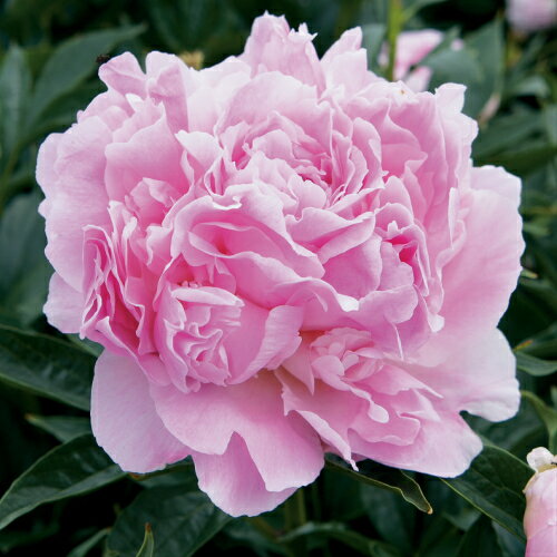 芍薬 サラベルナール 切花向きカラフルコレクション 1株4号(12cm)ロングポット 宿根草 切り花 生け花 花束 地植え 鉢植えのサムネイル