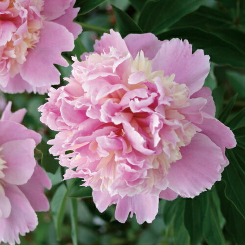 宿根草 芍薬 ( シャクヤク )ソルベット変わり咲き特選品種芽付12cmポット苗のサムネイル