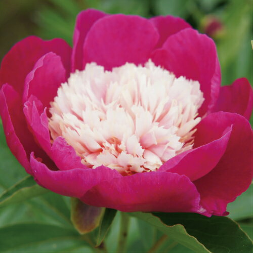 芍薬 ビロードクイーン 切花向きカラフルコレクション 1株12cmロングポット　芽付き 宿根草 切り花 生け花 花束 地植え 鉢植えのサムネイル