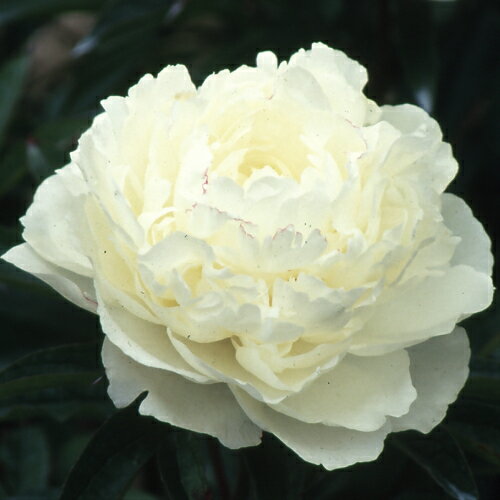 芍薬 ラテンドール 切花向きカラフルコレクション 1株4号（12cm)ロングポット 宿根草 切り花 生け花 花束 地植え 鉢植えのサムネイル