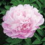 芍薬 滝の粧 切花向きカラフルコレクション 1株10.5cmロングポット 宿根草 切り花 生け花 花束 地植え 鉢植え